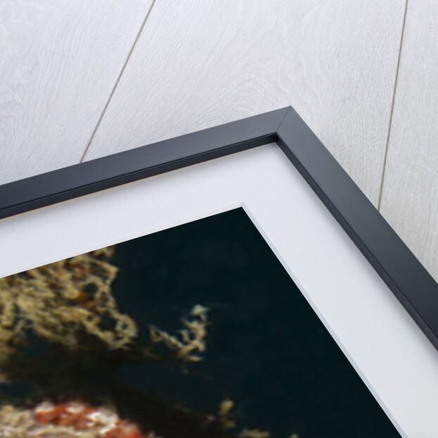 Common Seahorse by Anonymous