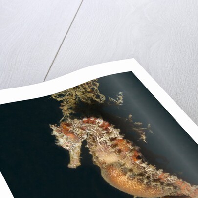 Common Seahorse by Anonymous