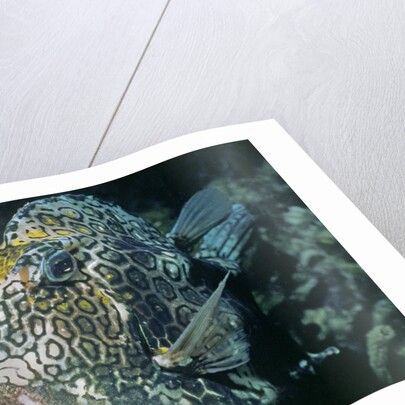 Honeycomb Cowfish by Anonymous