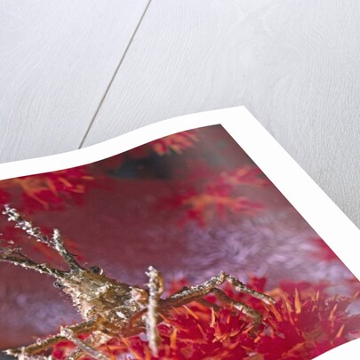 Bull Hydroid Crab by Anonymous