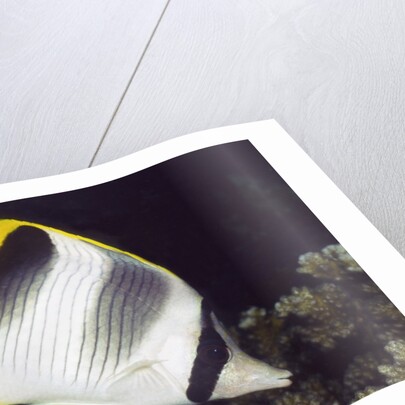 Pacific Double-Saddled Butterflyfish by Anonymous