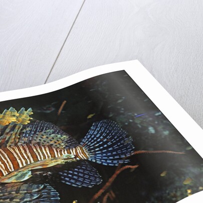Common Lionfish by Anonymous