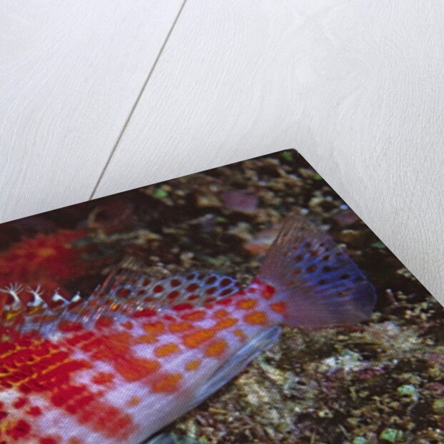 Dwarf Hawkfish by Anonymous