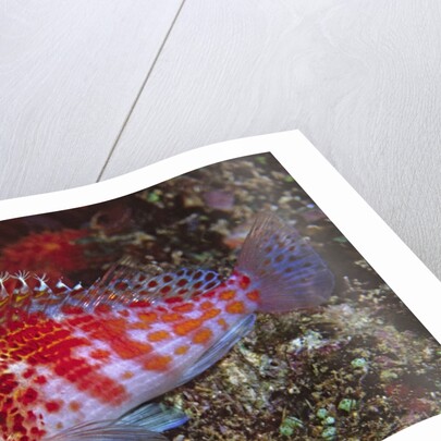 Dwarf Hawkfish by Anonymous