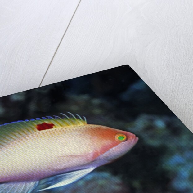 Stocky Anthias by Anonymous