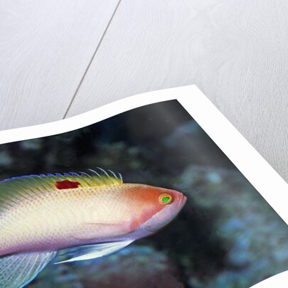 Stocky Anthias by Anonymous