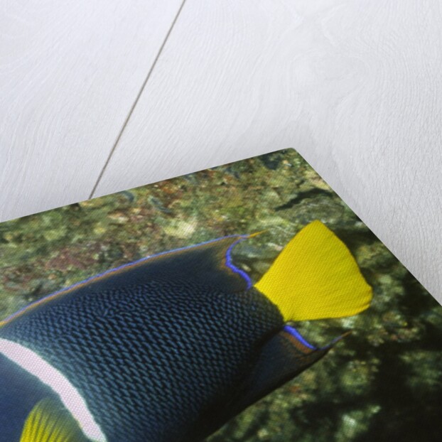 King Angelfish by Anonymous