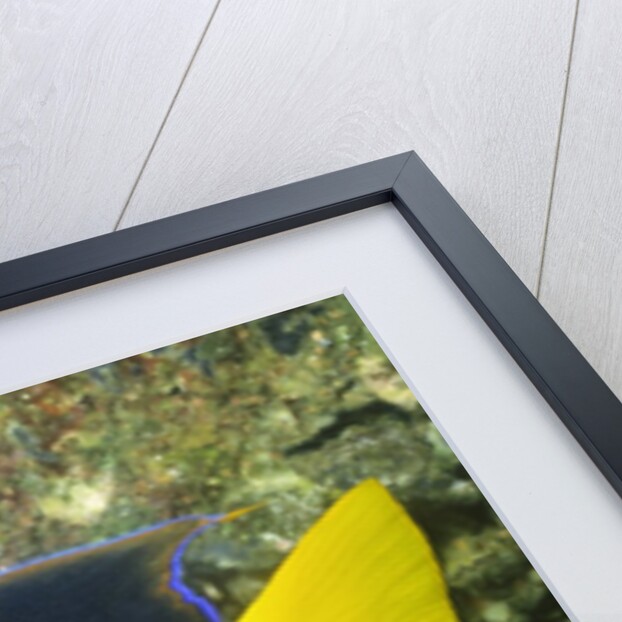 King Angelfish by Anonymous