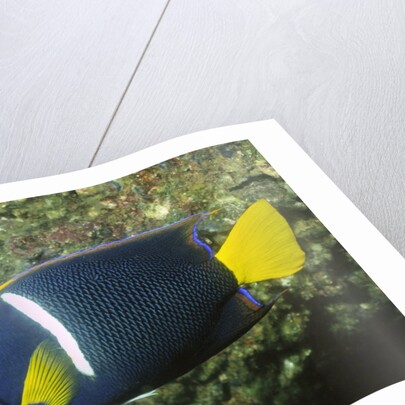 King Angelfish by Anonymous