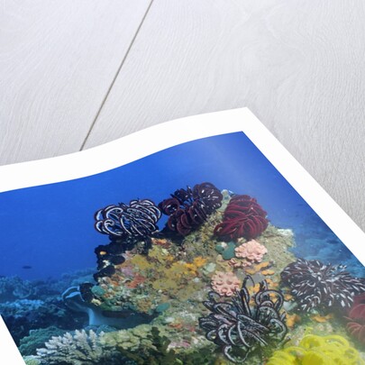 Coral reef with Feather Stars by Anonymous