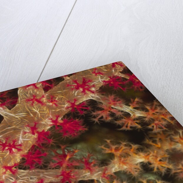 Soft Coral polyps by Anonymous