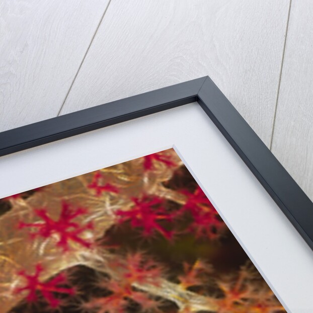 Soft Coral polyps by Anonymous