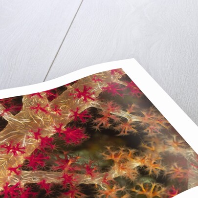 Soft Coral polyps by Anonymous