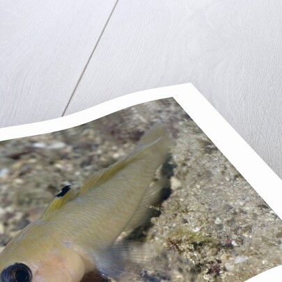 Blackeye Goby by Anonymous