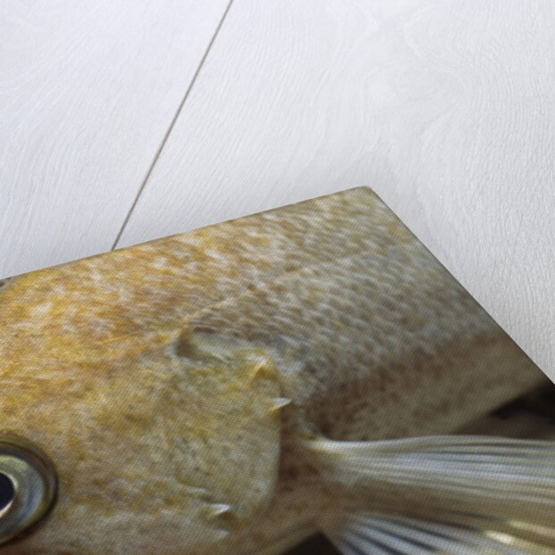 Canary Rockfish closeup by Anonymous