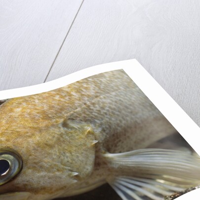 Canary Rockfish closeup by Anonymous