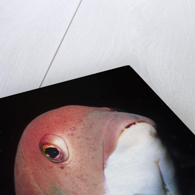 California Sheephead by Anonymous