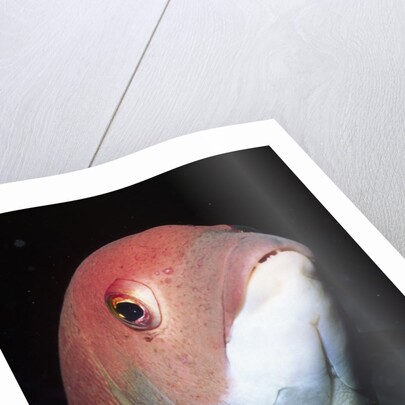 California Sheephead by Anonymous