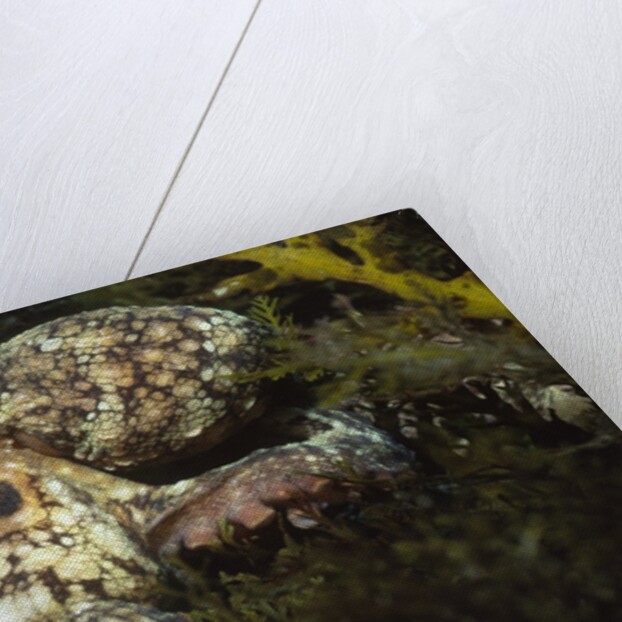 Red Octopus by Anonymous