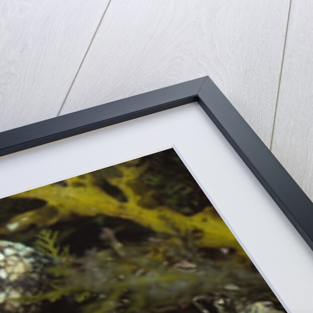 Red Octopus by Anonymous