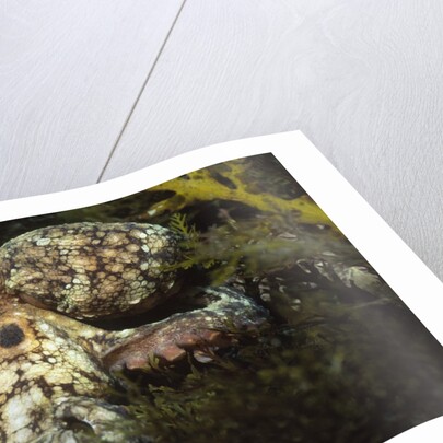 Red Octopus by Anonymous