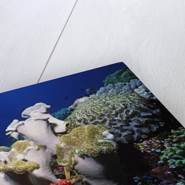 Reef scene with Brain and Leather Corals by Anonymous