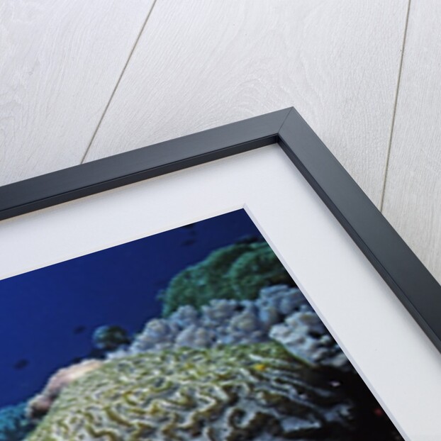 Reef scene with Brain and Leather Corals by Anonymous
