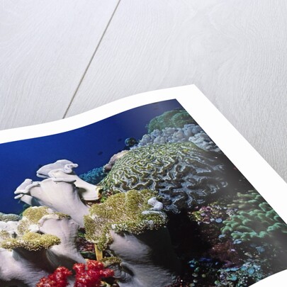 Reef scene with Brain and Leather Corals by Anonymous