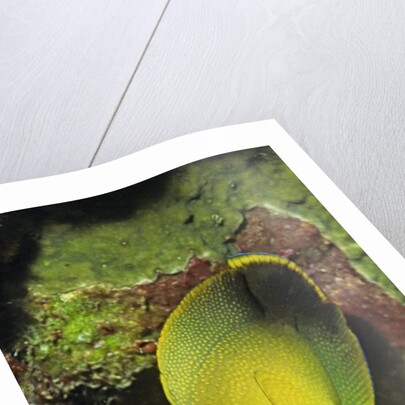 Mimic Surgeonfish juvenile by Anonymous