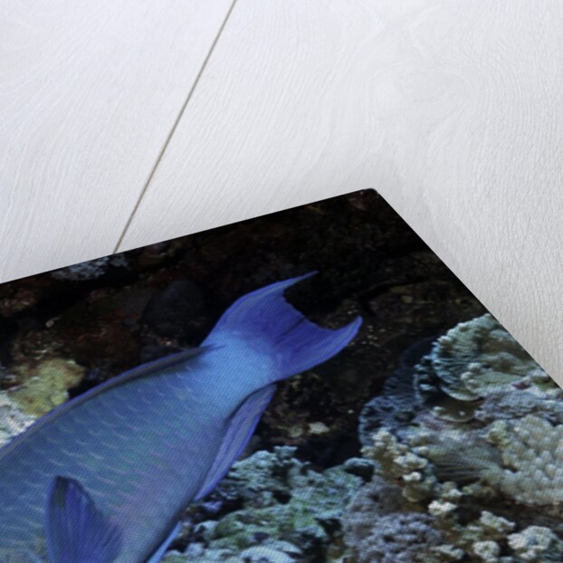 Steephead Parrotfish by Anonymous