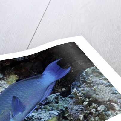 Steephead Parrotfish by Anonymous