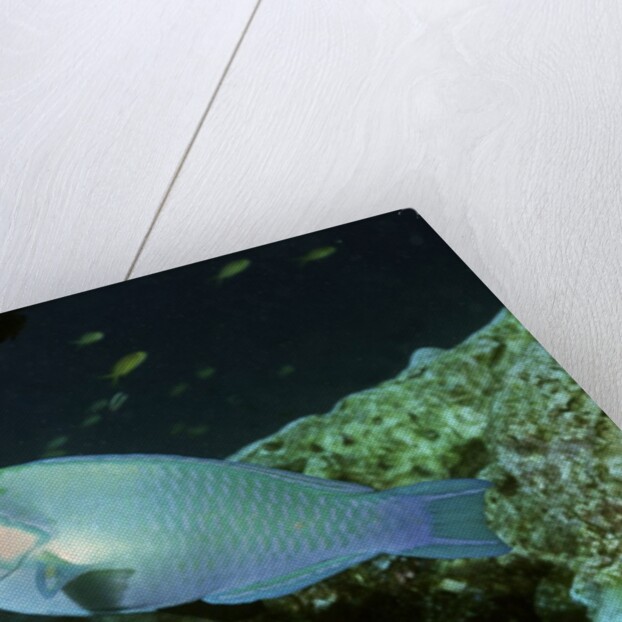 Bleeker's Parrotfish by Anonymous
