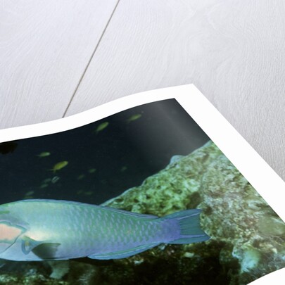 Bleeker's Parrotfish by Anonymous