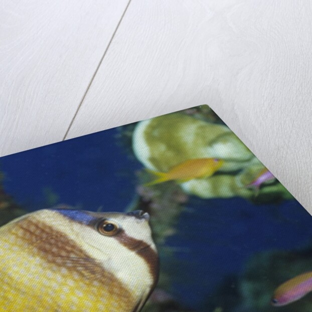 Blacklip Butterflyfish by Anonymous