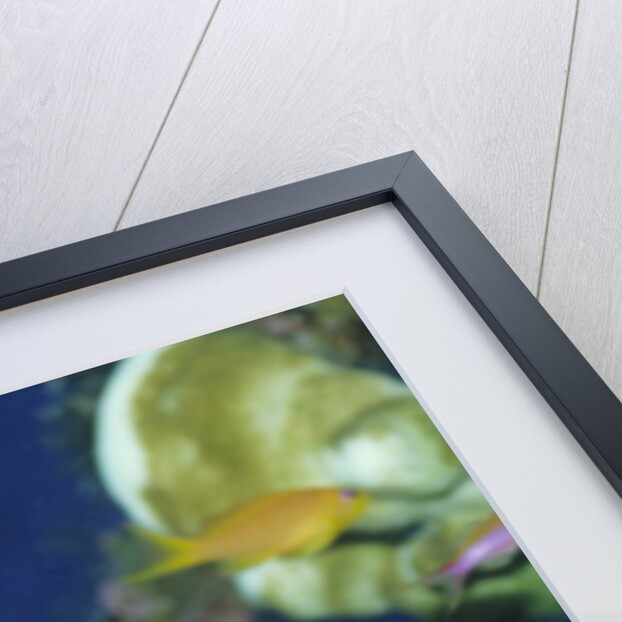 Blacklip Butterflyfish by Anonymous