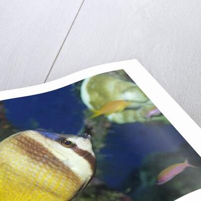 Blacklip Butterflyfish by Anonymous