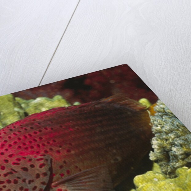 Leopard Grouper by Anonymous