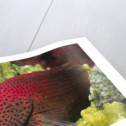 Leopard Grouper by Anonymous
