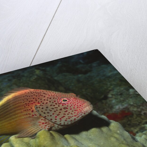 Freckled Hawkfish by Anonymous