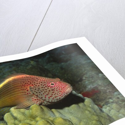 Freckled Hawkfish by Anonymous