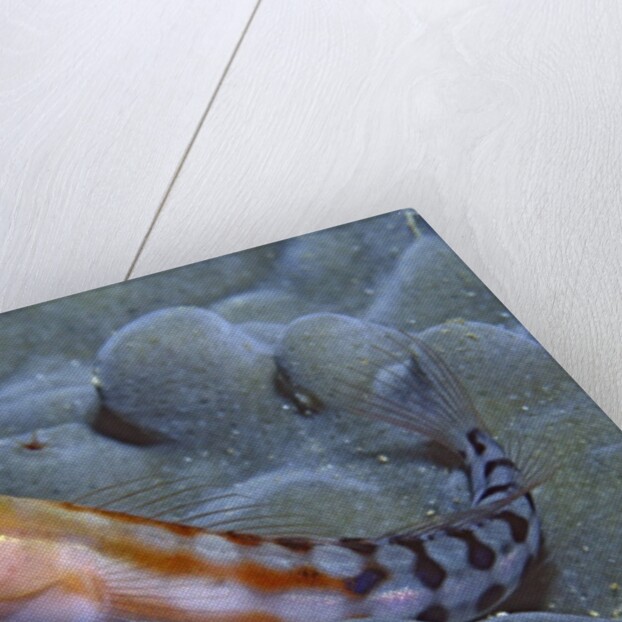 Bath's Blenny by Anonymous