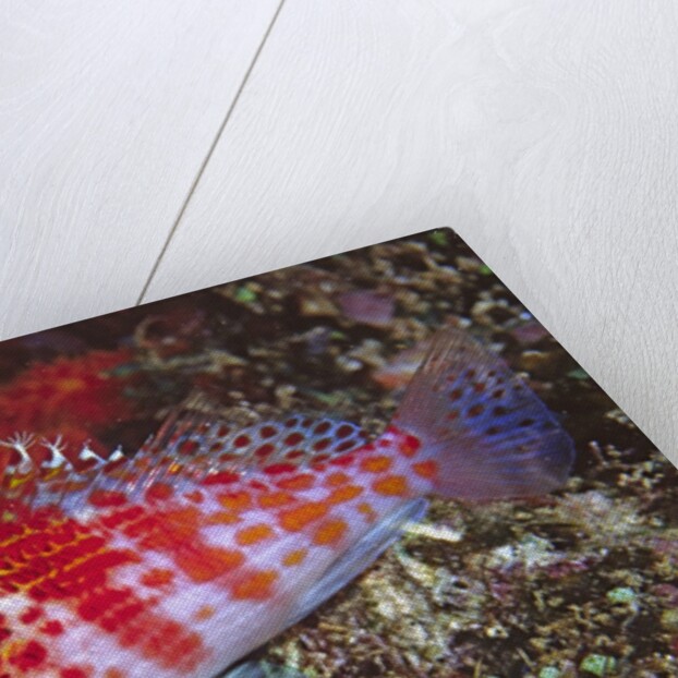 Dwarf Hawkfish by Anonymous
