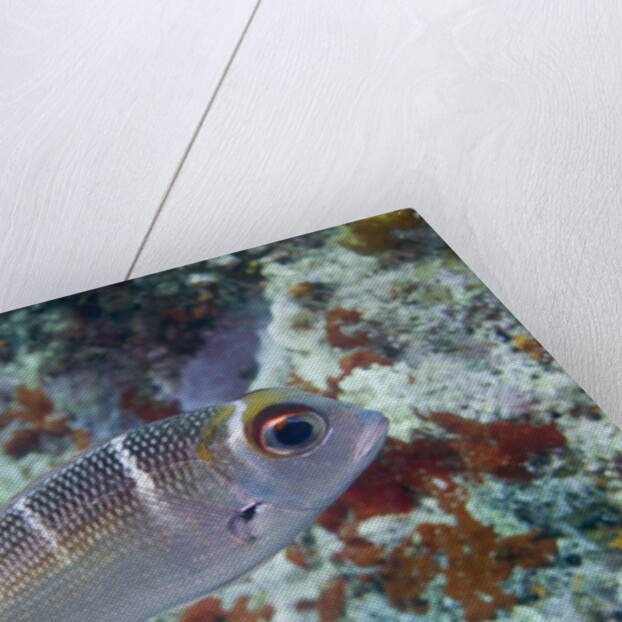 Humpnose Bigeye Bream sub-adult by Anonymous
