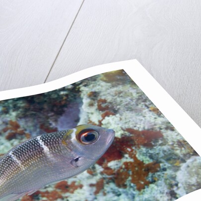 Humpnose Bigeye Bream sub-adult by Anonymous