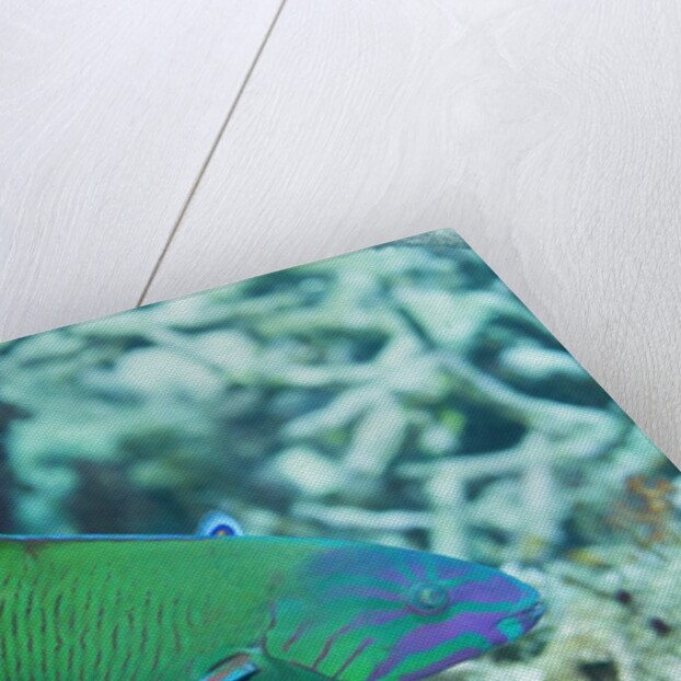 Chain-Lined Wrasse by Anonymous