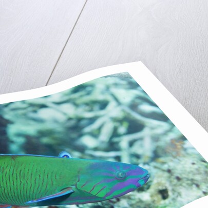 Chain-Lined Wrasse by Anonymous