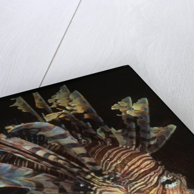 Common Lionfish closeup by Anonymous