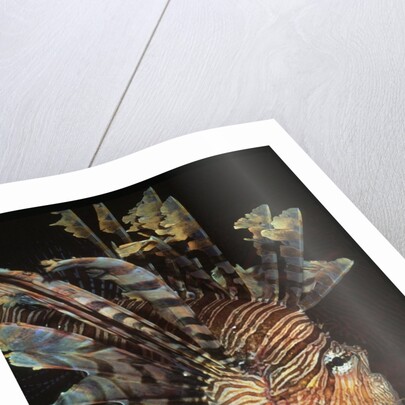 Common Lionfish closeup by Anonymous