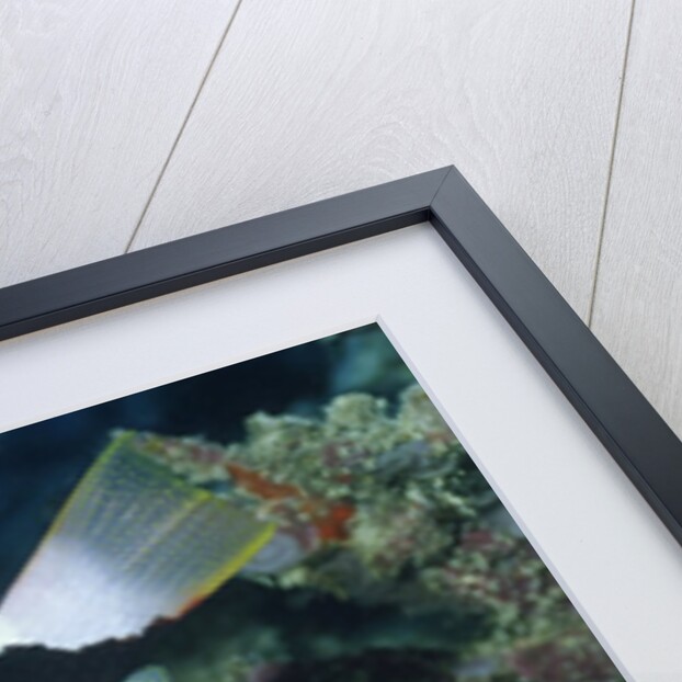 Blackfin Hogfish by Anonymous