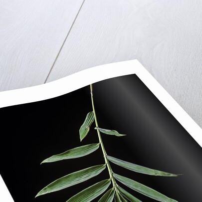 Arundinaria sp. (bamboo) - leaf by Anonymous